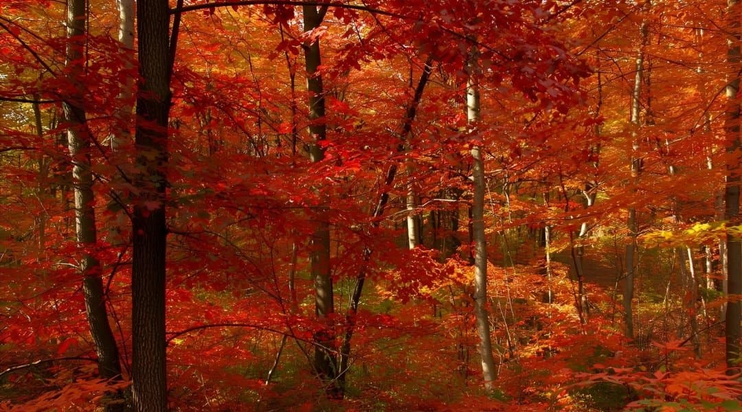 Foliage
